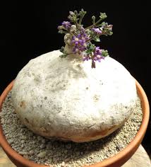 Image result for Raphionacme hirsuta