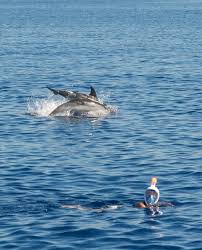 Per circa un'ora, potrete godervi un bagno circondati dai delfini. Vivere Il Mare Con I Delfini Centro Ricerca Cetacei