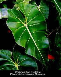 Pin On Poison Plants To Cats