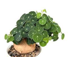 Image result for Cyphia erecta