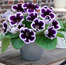 Since basil is an annual, it grows very quickly. 14 Indoor Plants That Grow From Seeds Balcony Garden Web