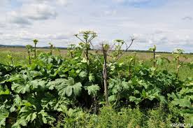 Hogweed (heracleum, any of a group of umbelliferous plants, some of which are poisonous). Borshevik Sosnovskogo Aleksej Opaev Arkadij Kuramshin Nauchnaya Kartinka Dnya Na Elementah Botanika Himiya