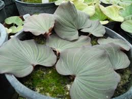 Image result for Nervilia