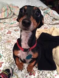 Full Grown Jack Russell Terrier Black And Brown Bitsy Is A 6 Year Old Tweenie Black And Tan Dachshund And Jack Russell Terrier Mix With A Docked Tail A And We Are Not Clear On How It Was Docked Or