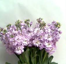 Lavender Double Stock Flowers And Fillers Flowers By Category Sierra Flower Finder Purple Calla Lilies Stock Flower Purple Flowers