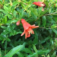 Image result for Punica granatum