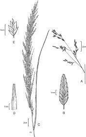 Image result for Eragrostis japonica