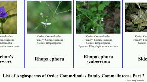 Image result for Polyspatha