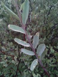 Image result for Grewia flava