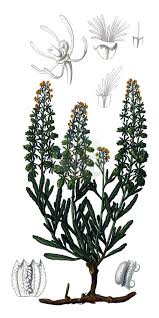 Image result for Resedaceae