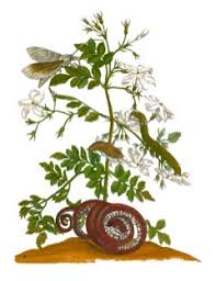 Image result for Jasminum grandiflorum