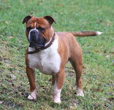 They expect the new breed to be highly resistant to diseases to have weight gain or increase in milk yields or egg production. Olde English Bulldogge Wikipedia