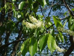 Wild cherries are the ancestors of modern eating cherries. Prunus Serotina Black Cherry Native Plants Of North America