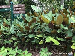 Image result for Marantochloa purpurea