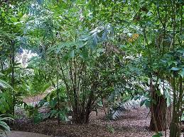 Image result for Caryota
