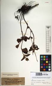 Image result for Orthosiphon schimperi