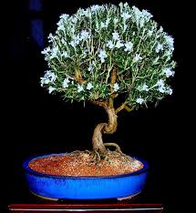 Image result for rosemary bonsai