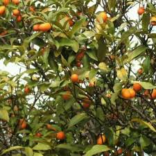 Navel Orange Tree So Yummy Growing Gardens Fruit Trees Orange Tree