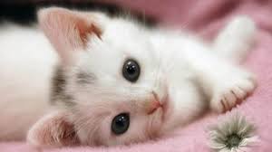 Luxurious collections of furnishing fabrics and wallpapers. White Cat Kitten Is Lying Down On Pink Fur Cloth Hd Cute Cat Wallpapers Hd Wallpapers Id 62847
