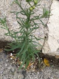 Image result for Erigeron bonariensis