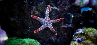 Stay informed, stay connected, stay on track. Best Aquarium Starfish Tropical Fish Hobbyist Magazine