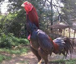  Tips Membuat Ayam Bangkok Tahan Pukul Ayam Bangkok Aduan Bangkok Ayam Pertahanan