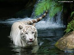 Imagenes para fondo de pantalla de pc de animales. Animal Wallpaper Hd Para Pc Naturaleza Animales Fondo De Pantalla 1024x768 Wallpapertip