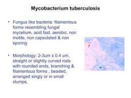 Nontuberculous Mycobacteria