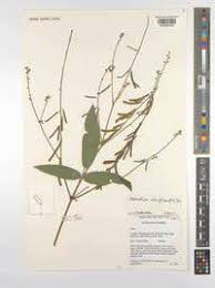 Image result for Pleurolobus salicifolius