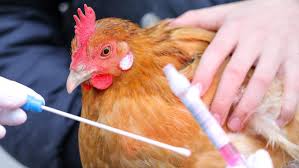 H steht für hämagglutinin und n für neuraminidase. Bericht 50 000 Vogel In Der Oberpfalz Nach Vogelgrippe Ausbruch Gekeult Region Nordbayern De