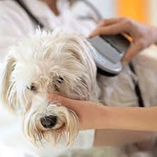 Looking for pet health insurance in ohio? Get A Dog License Or Mircochip For Your Pet In Clermont County Oh