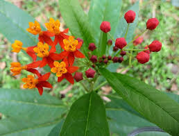 Pin On Blossoming