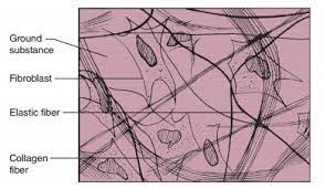 Areolar Connective Tissue Subcutaneous Tissue Loose Connective Tissue Tissue Types