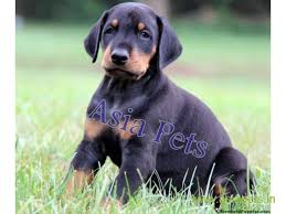 Another $500 deposit required once pregnancy is confirmed. Doberman Puppies Price In Lucknow Doberman Puppies For Sale In Lucknow