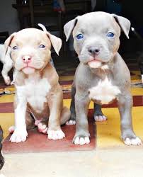 This Is What I Want A Girl Red Nose And Boy Blue Nose Baby Animals Pitbull Puppies Cute Puppies