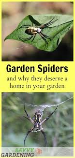 In addition, the use of contact insecticides kills the beneficial insects that normally keep aphid populations under control. Garden Spider A Welcome Friend Or A Scary Foe