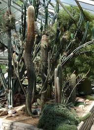 Flora und botanischer garten erstrecken sich nun auf einer gesamtfläche von 11,5 ha. Flora Und Botanischer Garten Stadt Koln