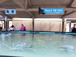 Find them here and here. Stingrays Picture Of Tampa Electric S Manatee Viewing Center Apollo Beach Tripadvisor