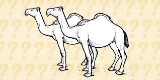 The sad story was soon told. Riddle Of The Week 21 Racing Camels