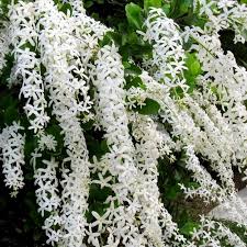Arrangements are more classic and less modern. Buy Petrea Volubilis Purple Wreath Creeper Plant Online At Plantsguru Com