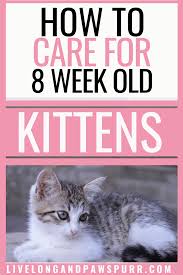 How To Easily Care For 8 Week Old Kittens Kitten Care Training A Kitten Cat Training