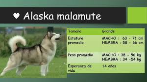 Check spelling or type a new query. 10 Curiosidades Del Alaska Malamute Razas De Perros Animaltime Youtube