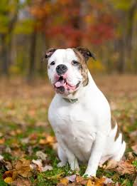 Comment dit on boulon en anglais. Bulldog Anglais Caractere Sante Alimentation Prix Et Entretien