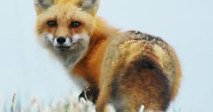 What does the red fox sound like?