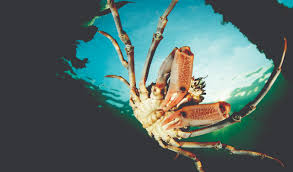 Once cooked remove the crab from the pan. March Of The Spider Crabs Australian Geographic