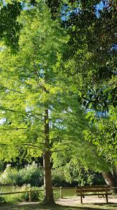 Jardin Des Plantes Saintcyprien Green Tree Nature Botanicgarden Jardins Plante Jardin Plante