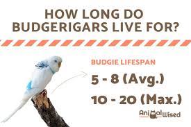 How Long Do Budgerigars Live For Average Lifespan For Wild And Pet Budgies