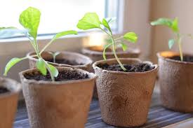 May 12, 2009 · • seedlings are sheared or cut at the soil level, wilt and fall over. Eggplant Spacing How Far Apart To Plant Gardener S Path