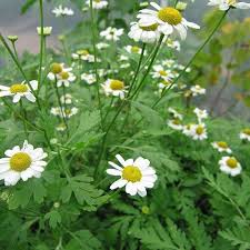 Image result for Feverfew