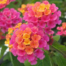 Check spelling or type a new query. 26 Flowers And Plants That Attract Butterflies Hgtv